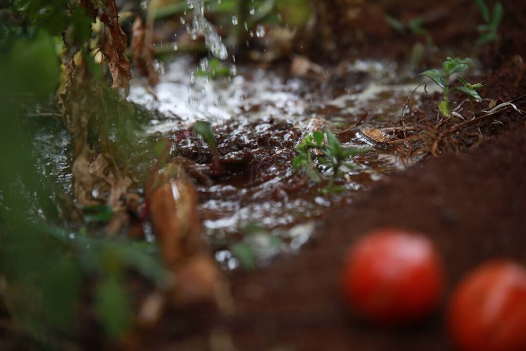 CCBA Water Stewardship Watering Garden