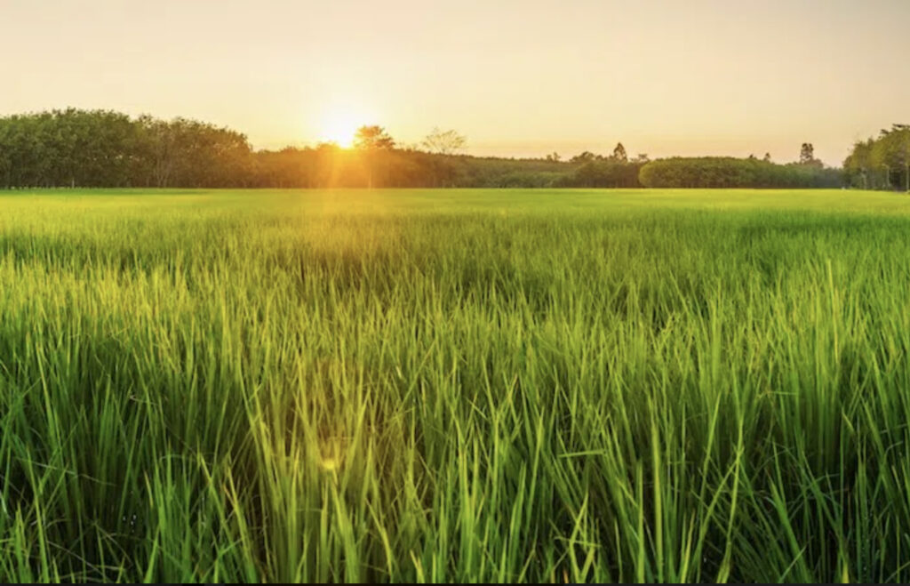 CCBA Climate Change Field of Green